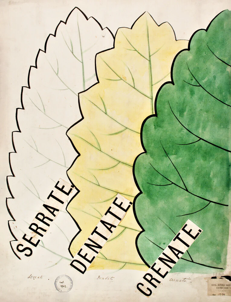 Serrate from John Hutton Balfour Teaching Diagram Collection