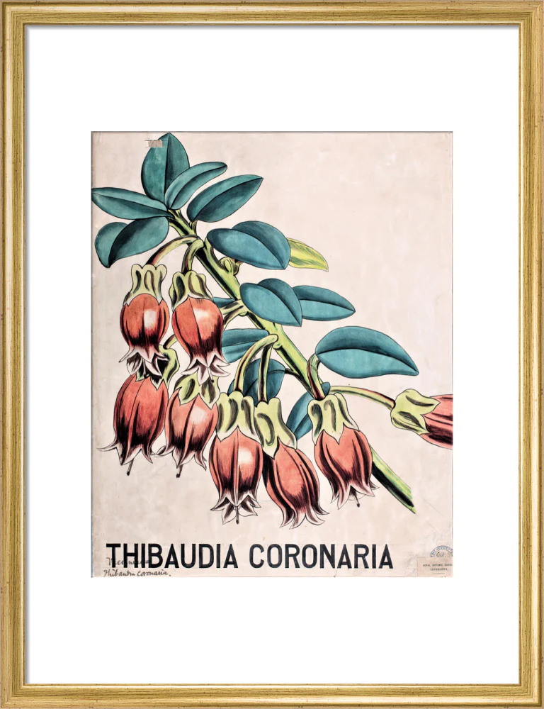 Thibaudia Coronaria from John Hutton Balfour Teaching Diagram Collection - Image 10