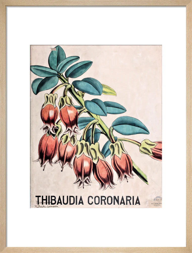 Thibaudia Coronaria from John Hutton Balfour Teaching Diagram Collection - Image 11