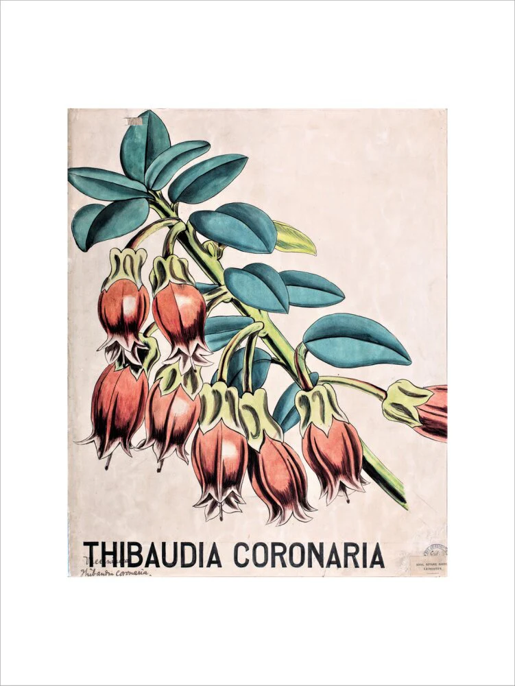 Thibaudia Coronaria from John Hutton Balfour Teaching Diagram Collection - Image 12