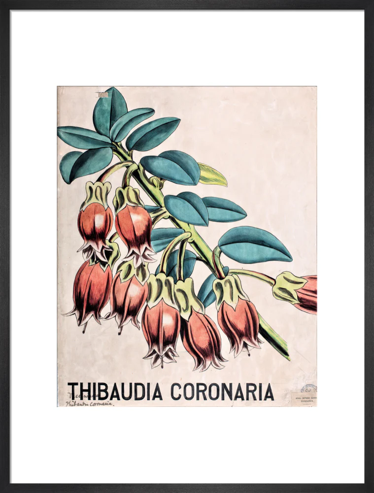 Thibaudia Coronaria from John Hutton Balfour Teaching Diagram Collection - Image 13