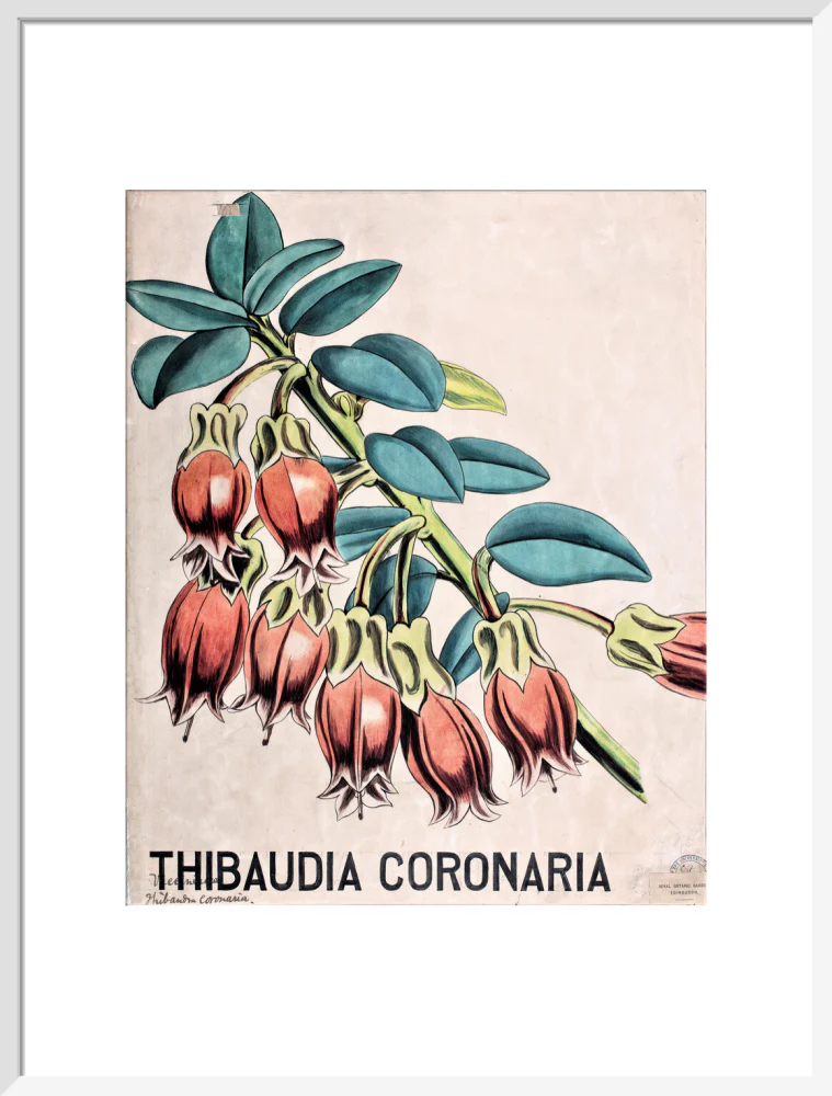 Thibaudia Coronaria from John Hutton Balfour Teaching Diagram Collection - Image 14