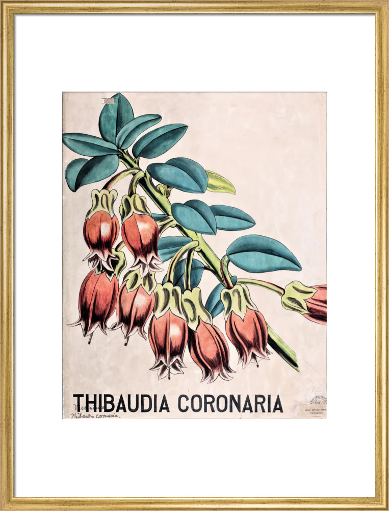 Thibaudia Coronaria from John Hutton Balfour Teaching Diagram Collection - Image 15
