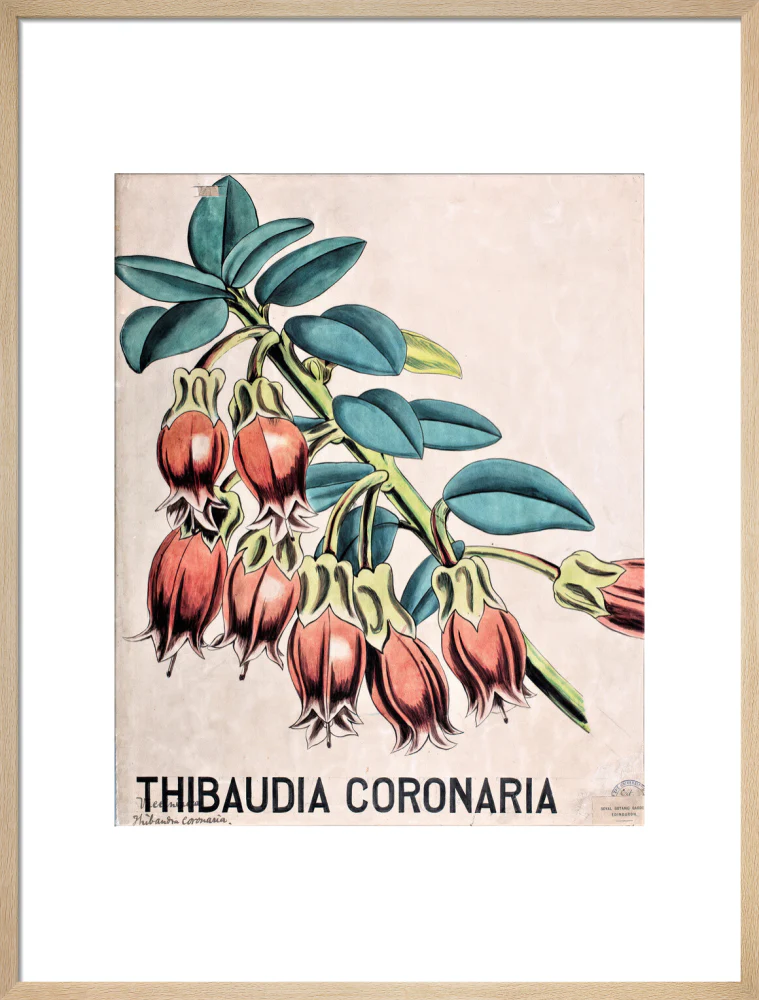 Thibaudia Coronaria from John Hutton Balfour Teaching Diagram Collection - Image 16
