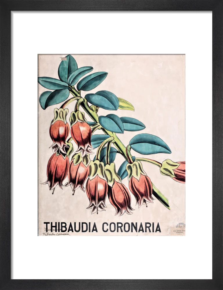 Thibaudia Coronaria from John Hutton Balfour Teaching Diagram Collection - Image 3
