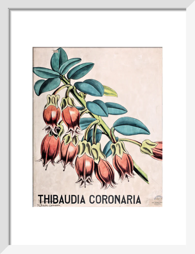 Thibaudia Coronaria from John Hutton Balfour Teaching Diagram Collection - Image 4