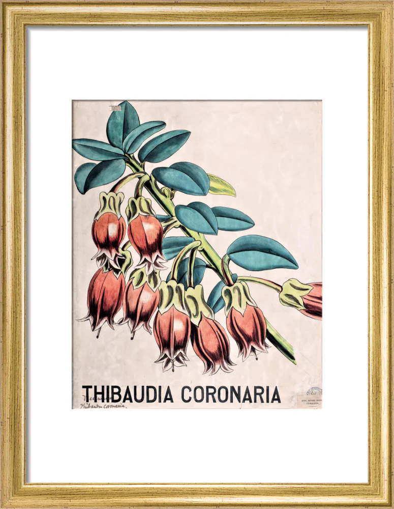 Thibaudia Coronaria from John Hutton Balfour Teaching Diagram Collection - Image 5