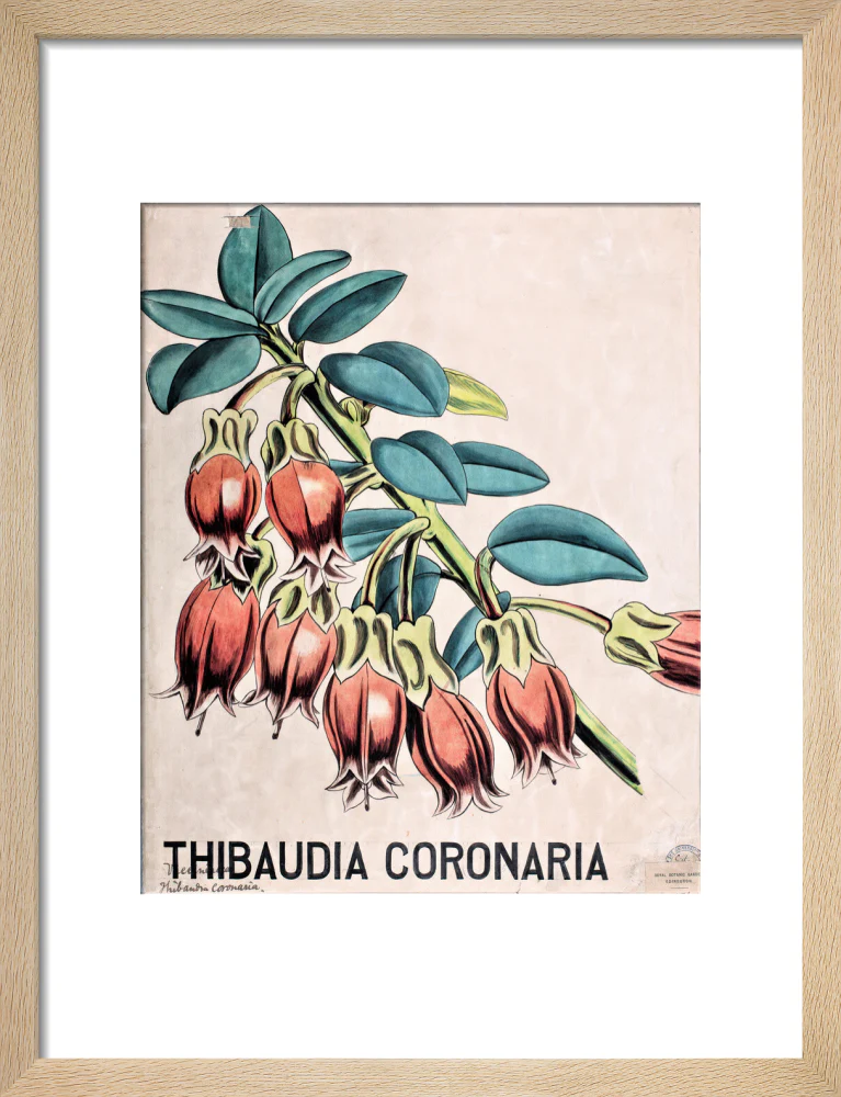 Thibaudia Coronaria from John Hutton Balfour Teaching Diagram Collection - Image 6