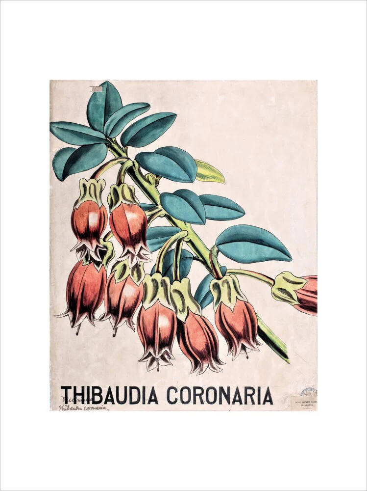 Thibaudia Coronaria from John Hutton Balfour Teaching Diagram Collection - Image 7