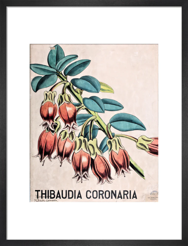 Thibaudia Coronaria from John Hutton Balfour Teaching Diagram Collection - Image 8