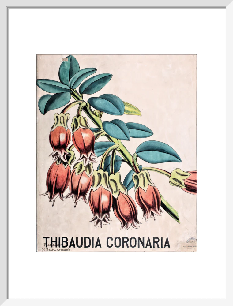 Thibaudia Coronaria from John Hutton Balfour Teaching Diagram Collection - Image 9