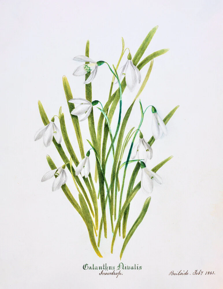 Snowdrop by Charlotte Cowan Pearson