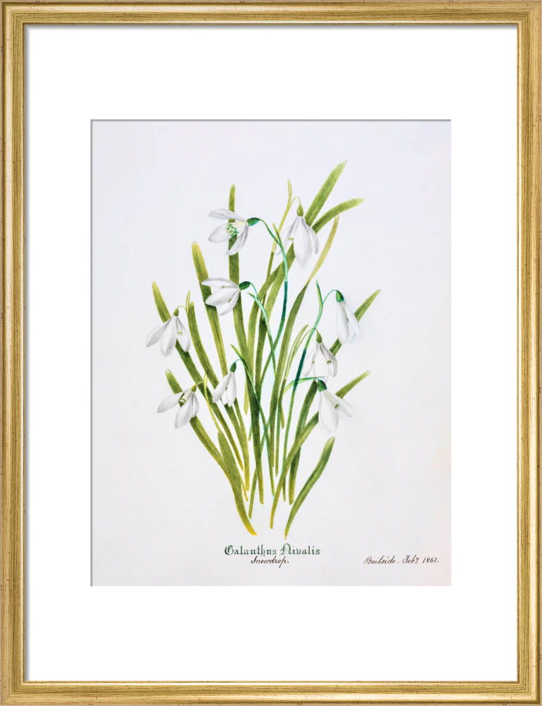 Snowdrop by Charlotte Cowan Pearson - Image 10