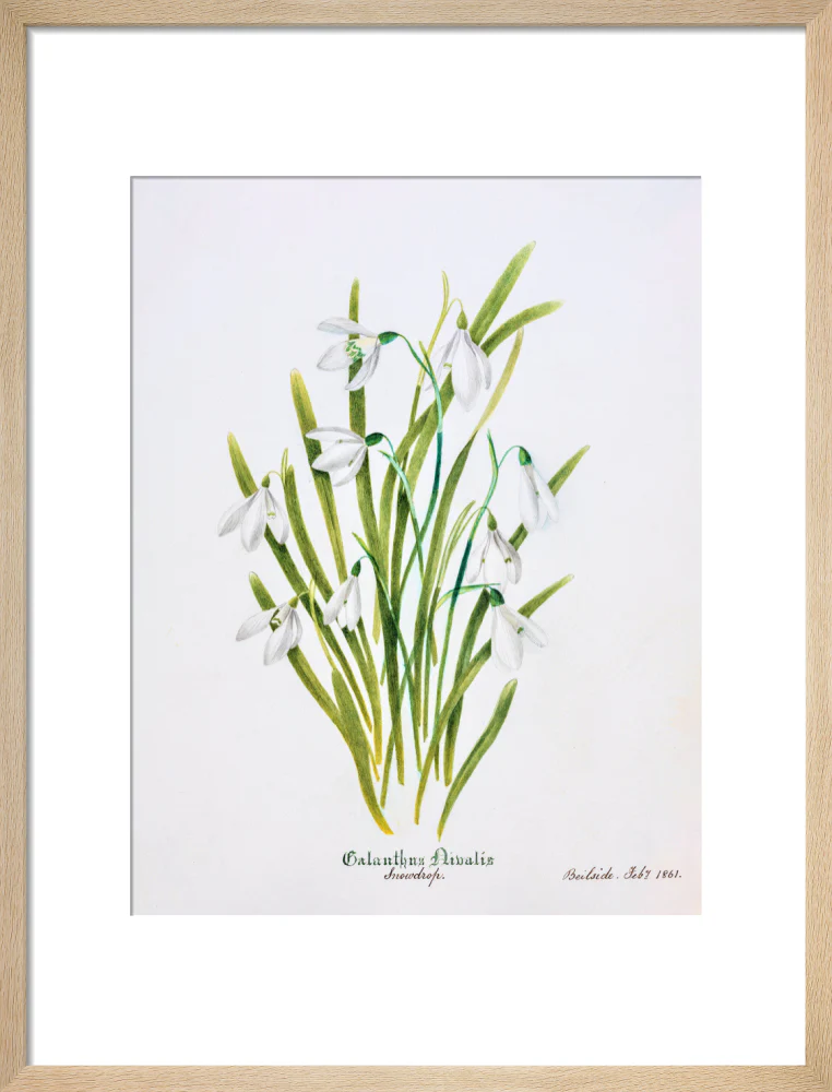 Snowdrop by Charlotte Cowan Pearson - Image 11