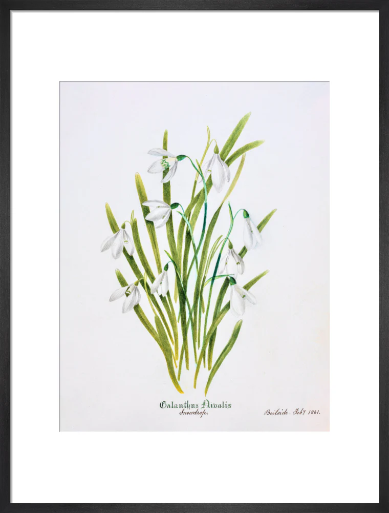 Snowdrop by Charlotte Cowan Pearson - Image 13