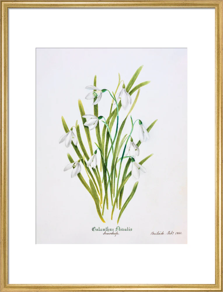 Snowdrop by Charlotte Cowan Pearson - Image 15