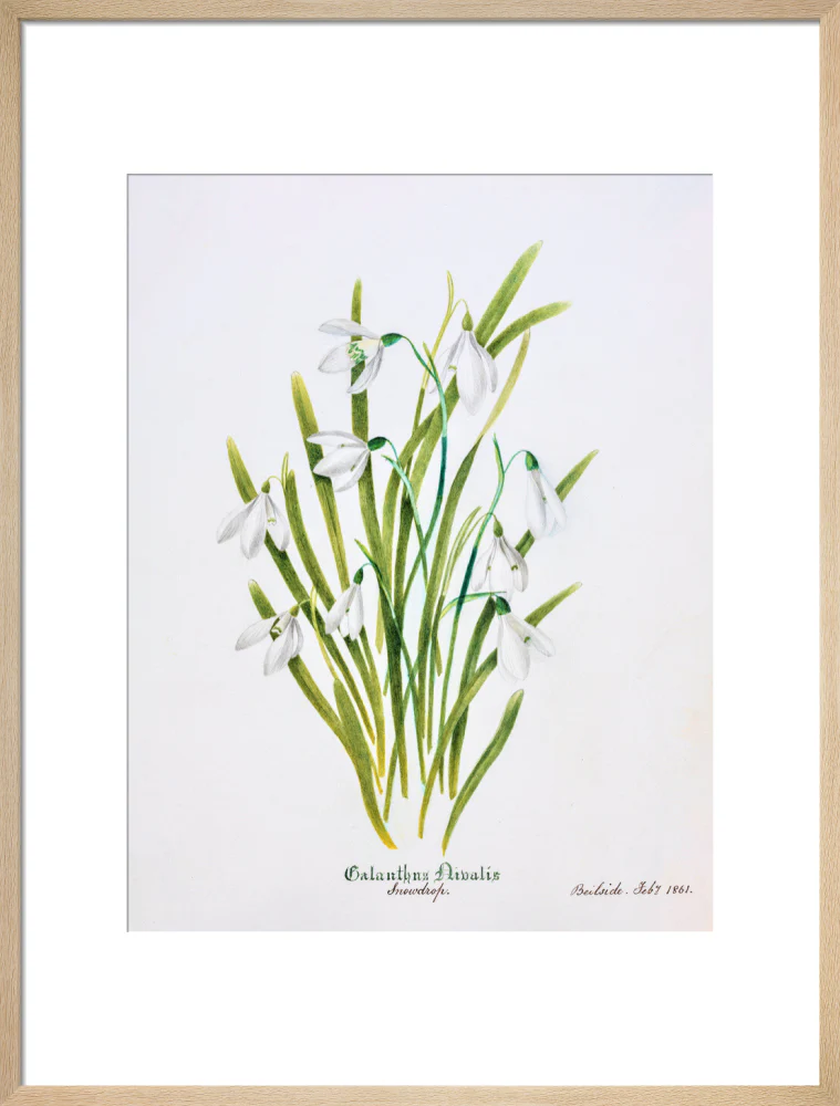 Snowdrop by Charlotte Cowan Pearson - Image 16