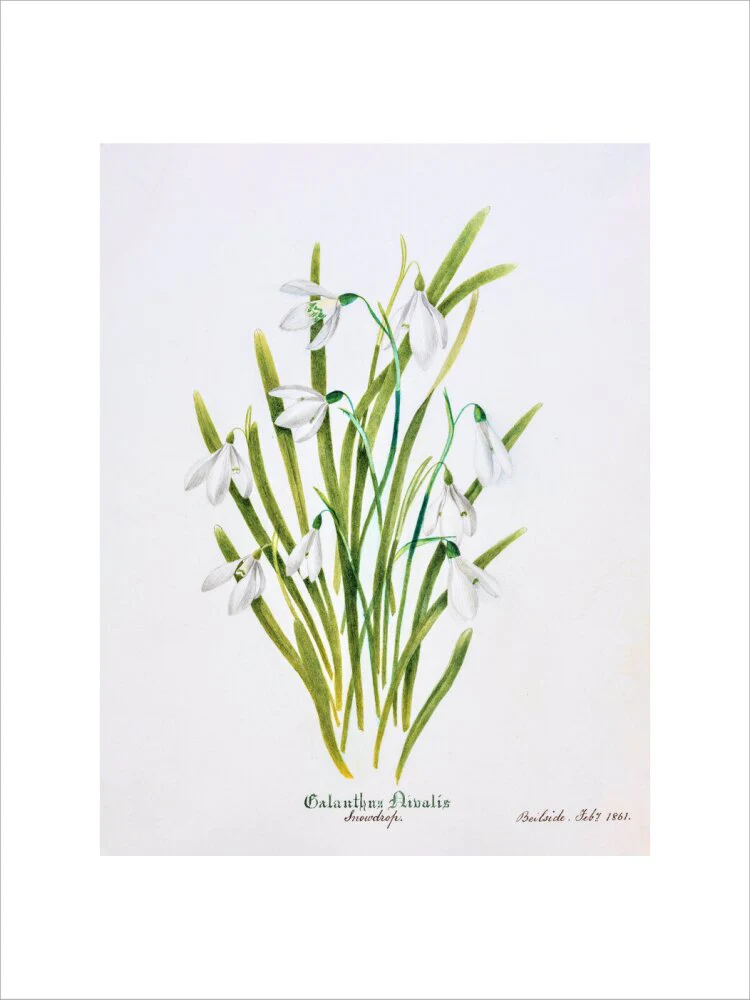 Snowdrop by Charlotte Cowan Pearson - Image 2