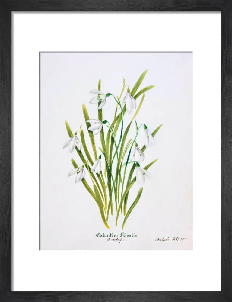 Snowdrop by Charlotte Cowan Pearson - Image 3
