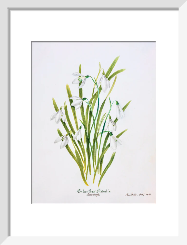 Snowdrop by Charlotte Cowan Pearson - Image 4