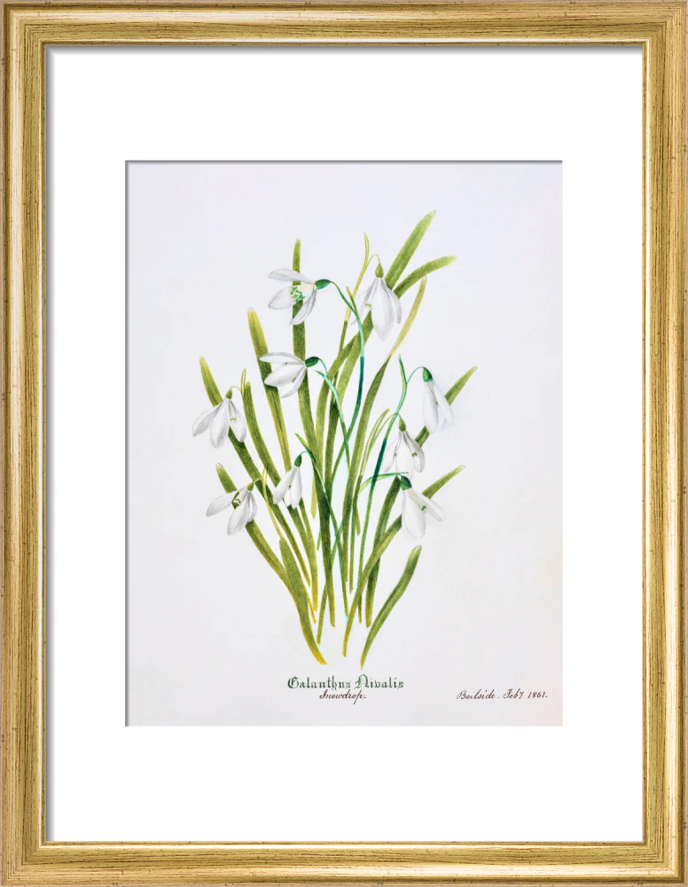 Snowdrop by Charlotte Cowan Pearson - Image 5