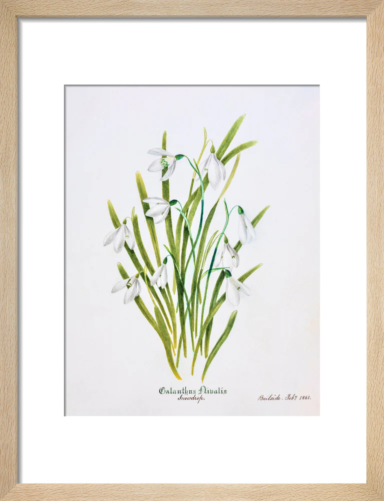 Snowdrop by Charlotte Cowan Pearson - Image 6
