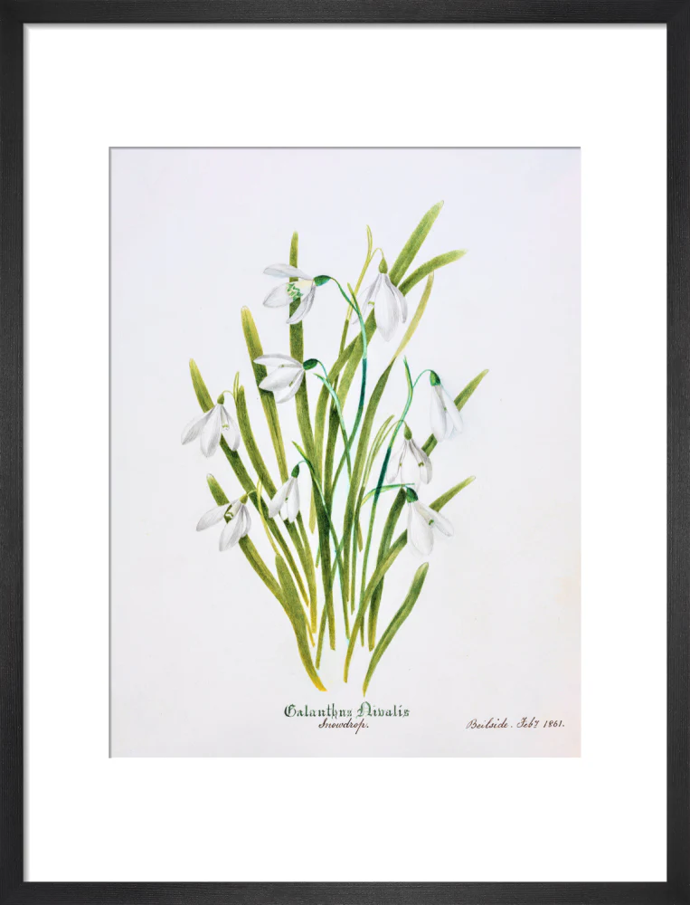 Snowdrop by Charlotte Cowan Pearson - Image 8