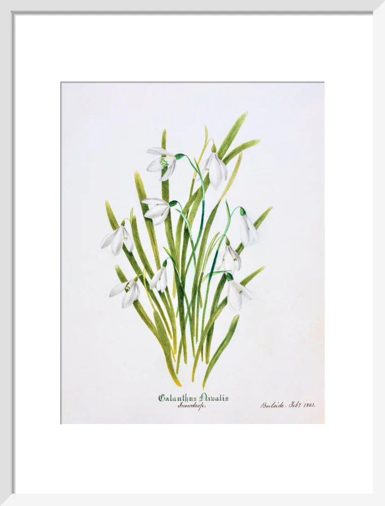 Snowdrop by Charlotte Cowan Pearson - Image 9
