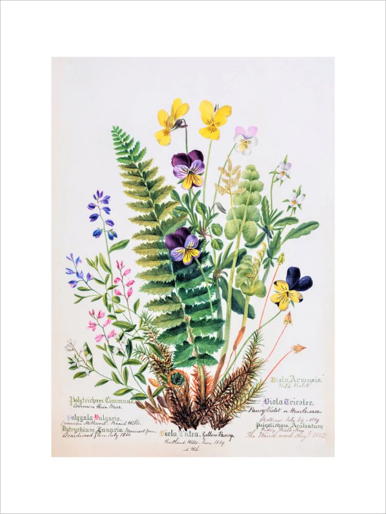 Violet & Pansy by Charlotte Cowan Pearson - Image 2