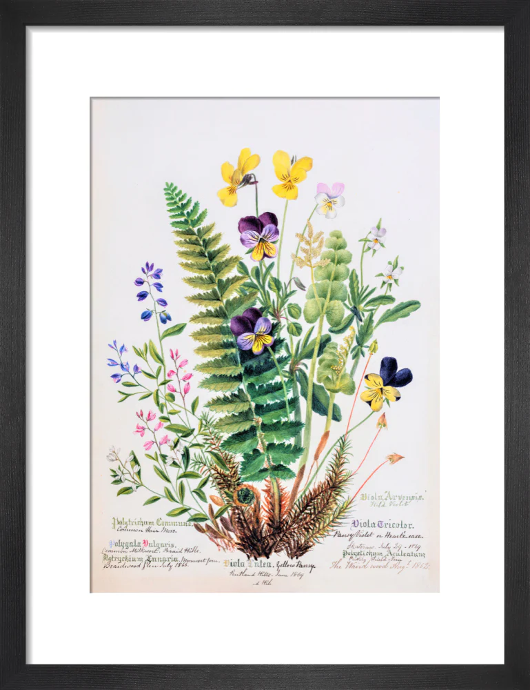 Violet & Pansy by Charlotte Cowan Pearson - Image 3