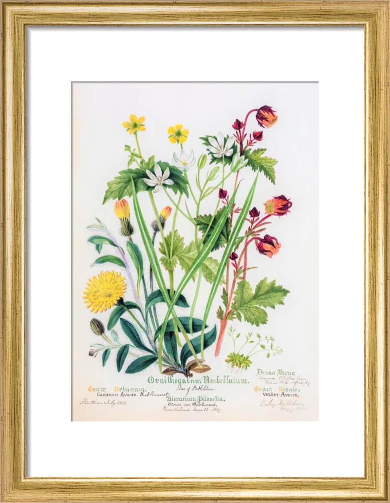 Avens by Charlotte Cowan Pearson - Image 5
