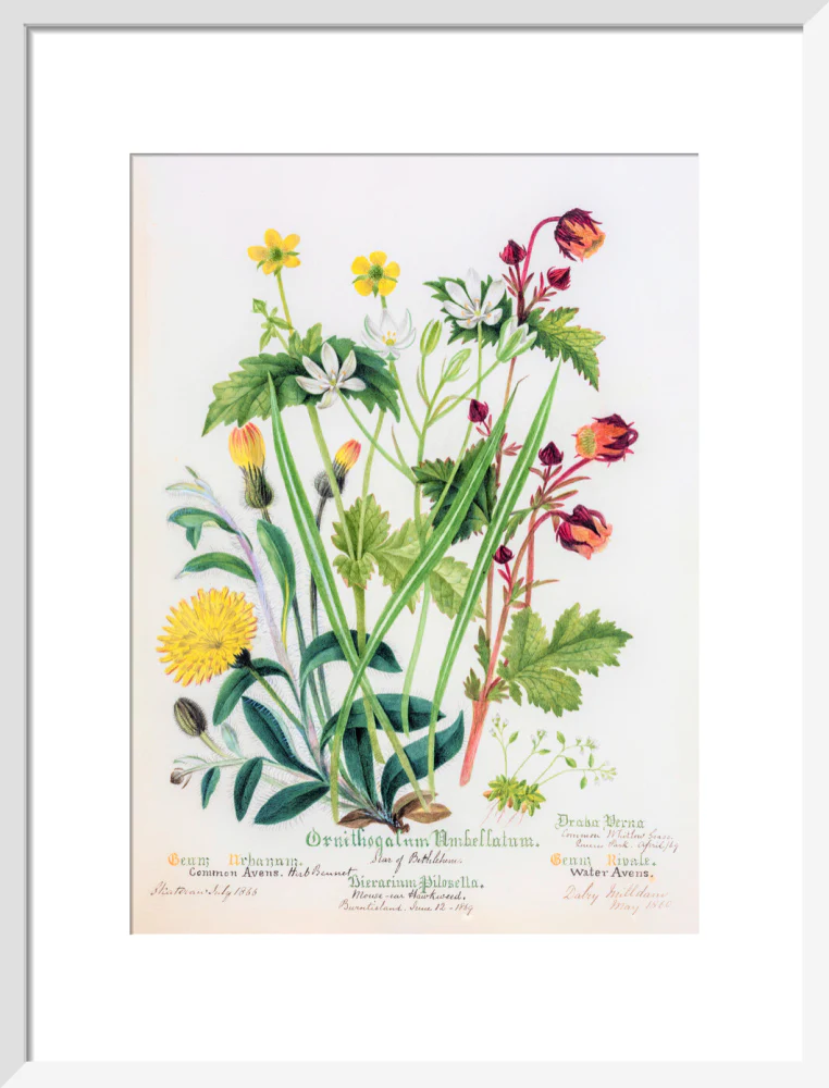 Avens by Charlotte Cowan Pearson - Image 9
