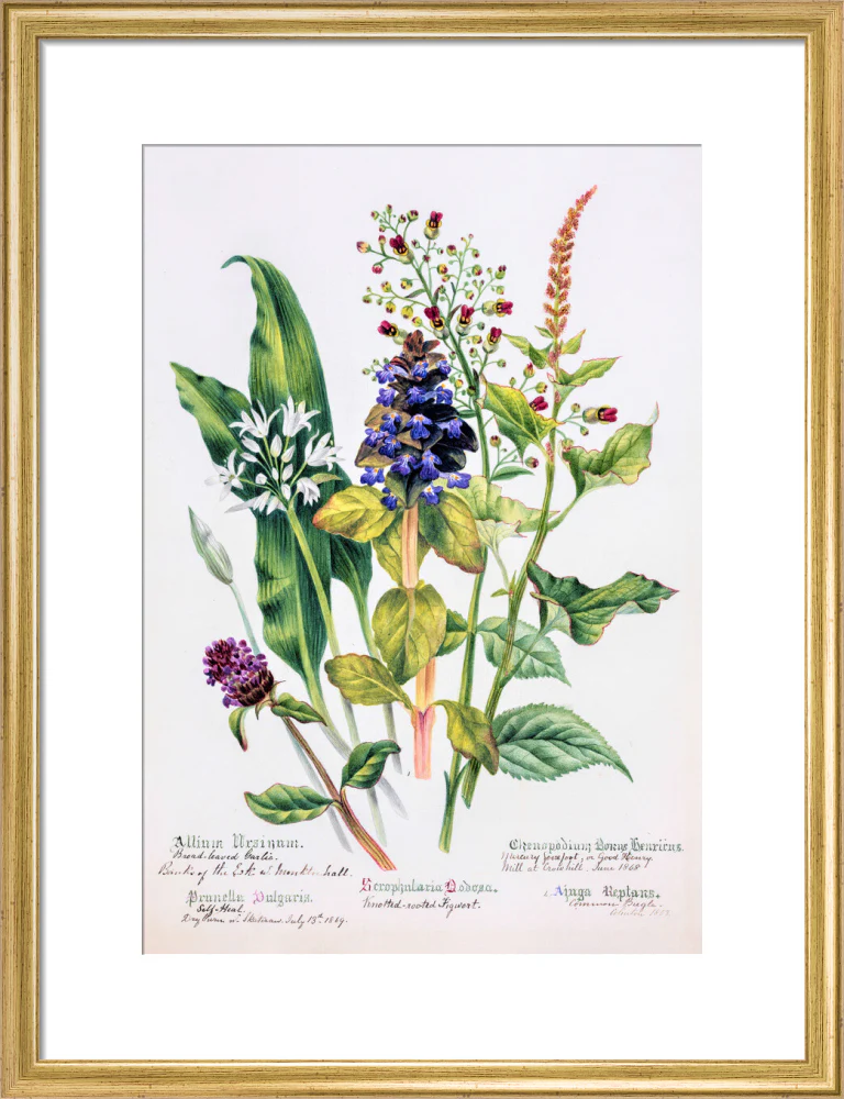 Allium by Charlotte Cowan Pearson - Image 10