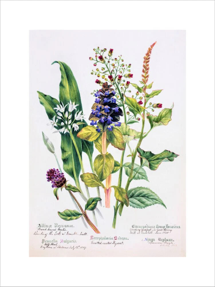 Allium by Charlotte Cowan Pearson - Image 12