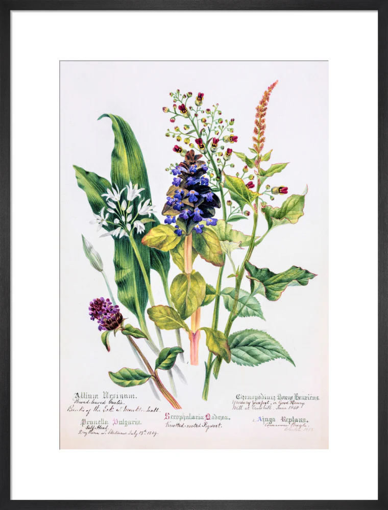 Allium by Charlotte Cowan Pearson - Image 13