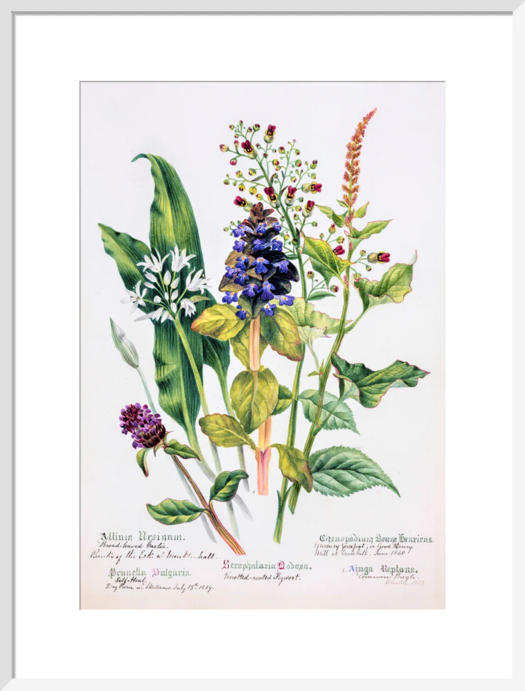 Allium by Charlotte Cowan Pearson - Image 14