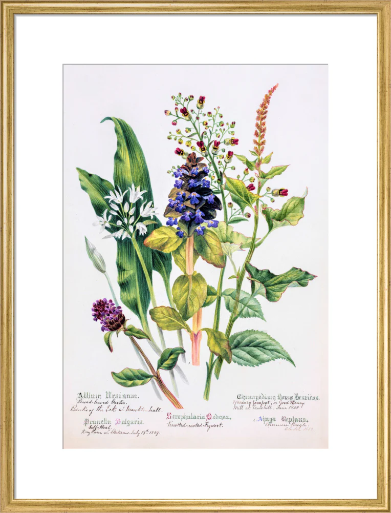 Allium by Charlotte Cowan Pearson - Image 15