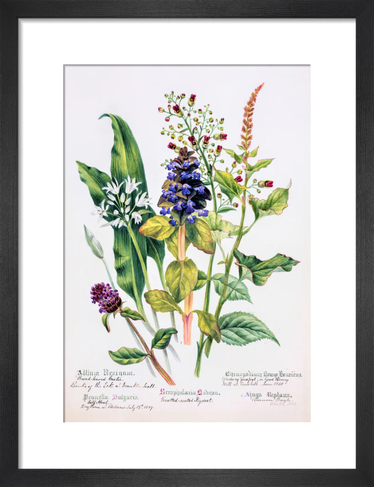 Allium by Charlotte Cowan Pearson - Image 3
