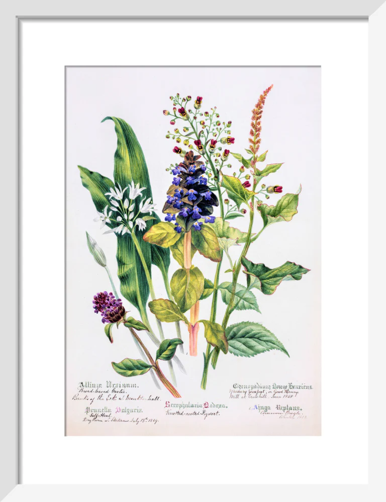 Allium by Charlotte Cowan Pearson - Image 4