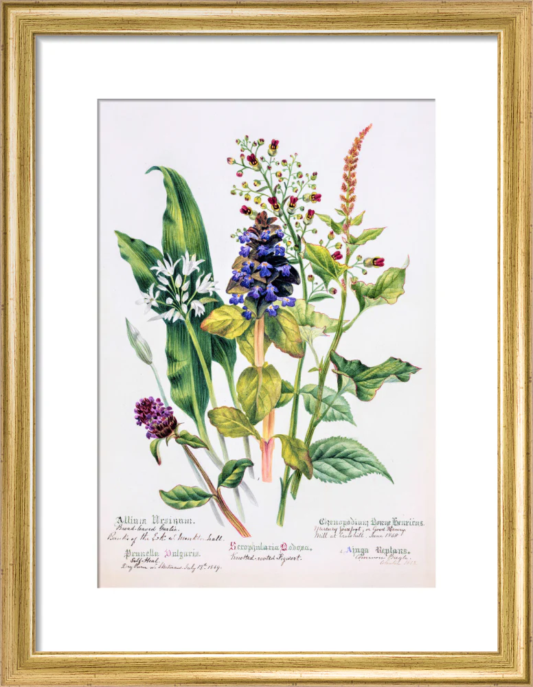 Allium by Charlotte Cowan Pearson - Image 5