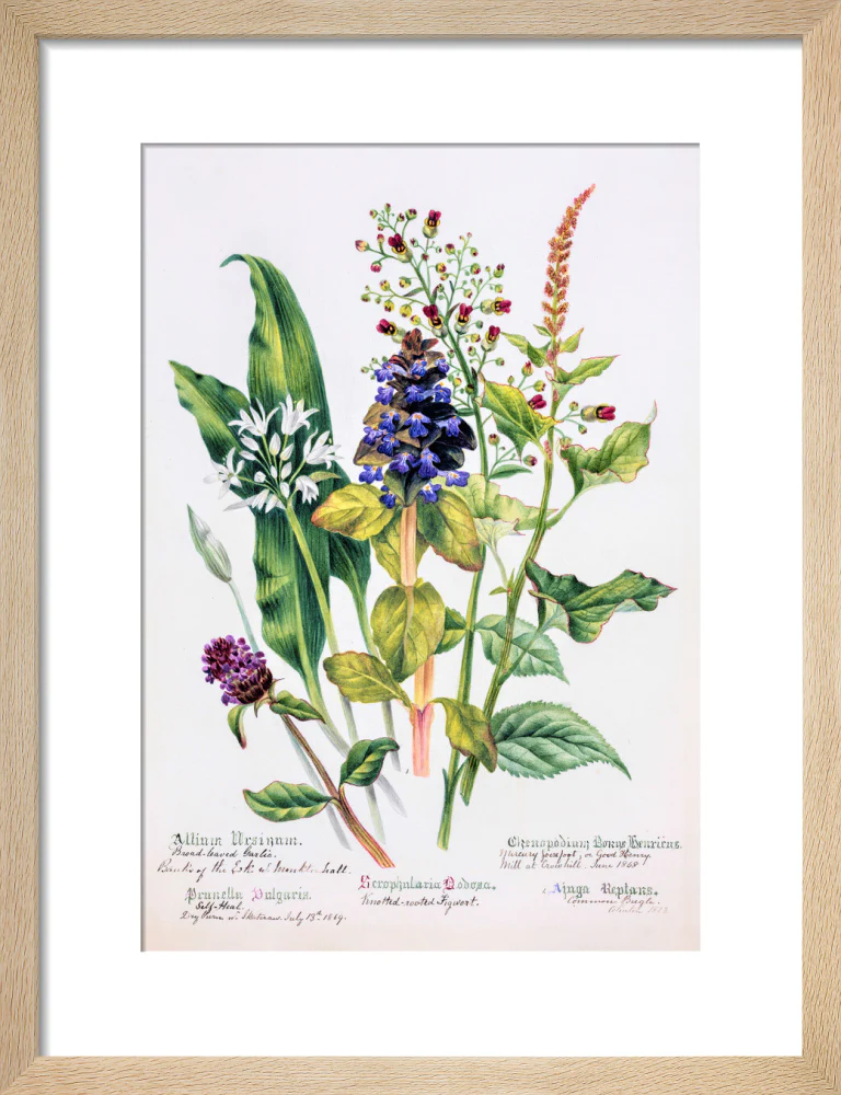 Allium by Charlotte Cowan Pearson - Image 6