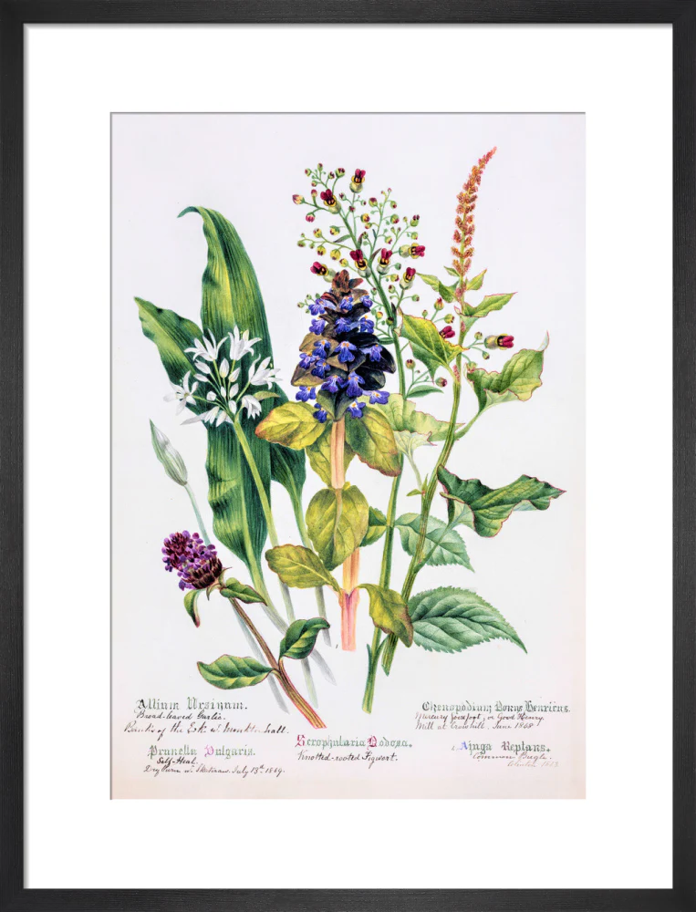 Allium by Charlotte Cowan Pearson - Image 8