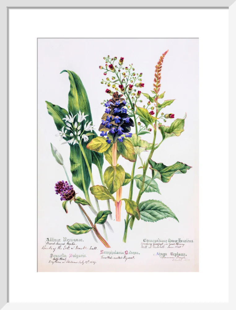 Allium by Charlotte Cowan Pearson - Image 9