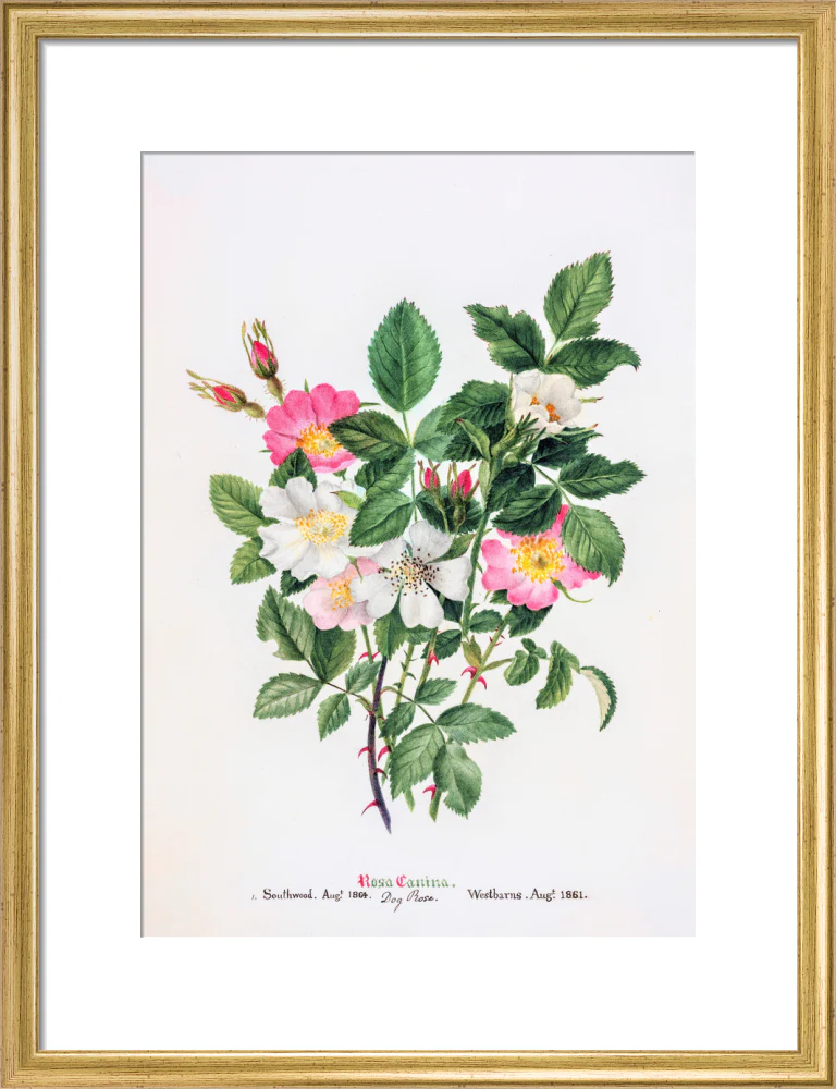 Rosa Canina by Charlotte Cowan Pearson - Image 10
