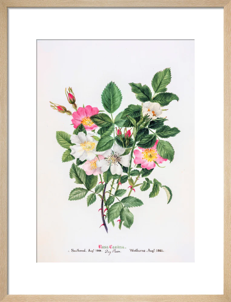 Rosa Canina by Charlotte Cowan Pearson - Image 11