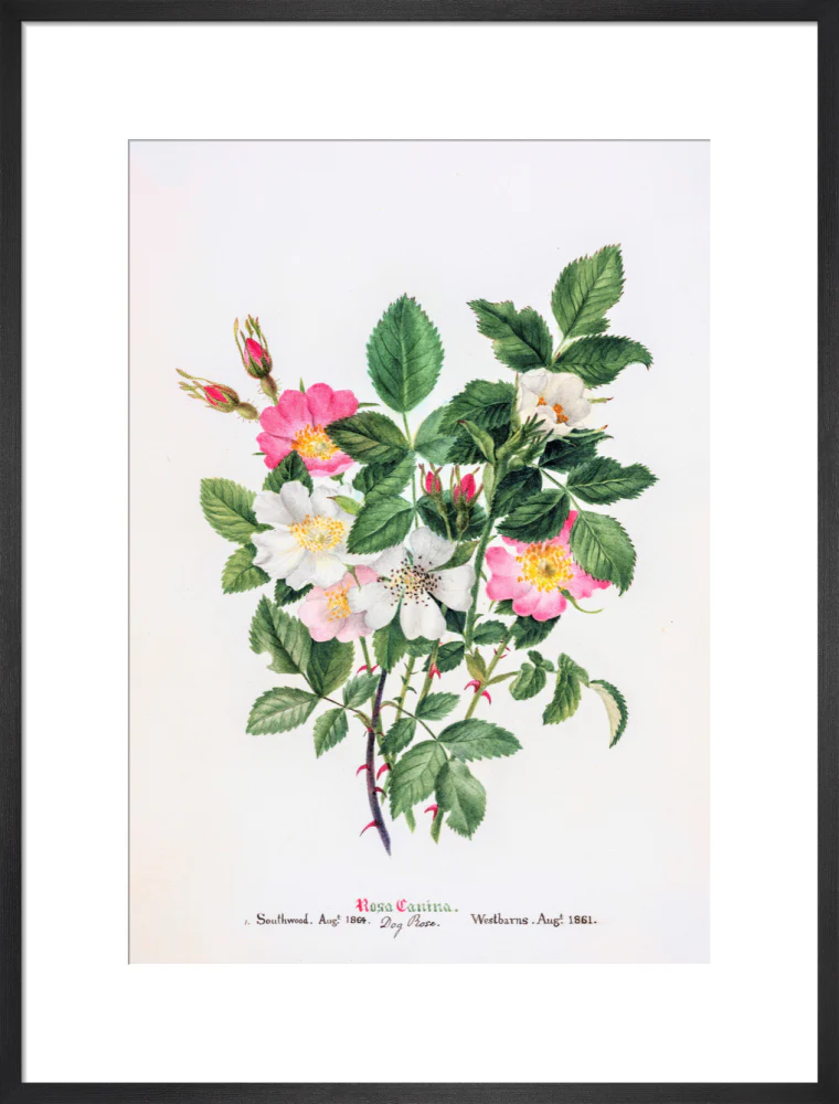Rosa Canina by Charlotte Cowan Pearson - Image 13