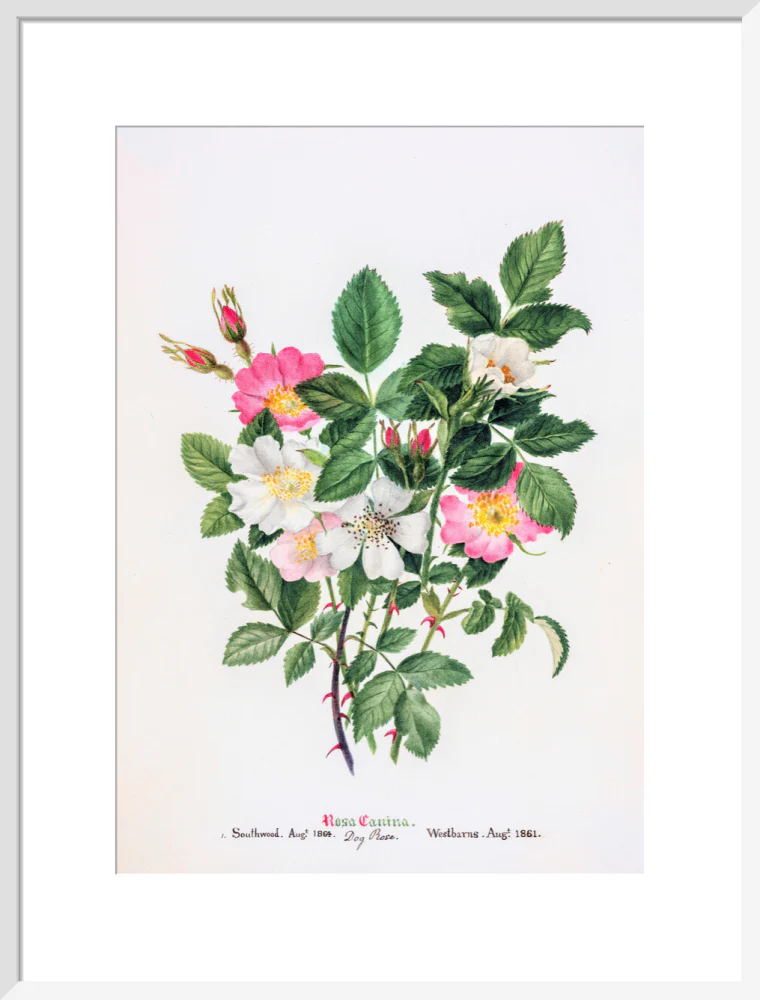 Rosa Canina by Charlotte Cowan Pearson - Image 14