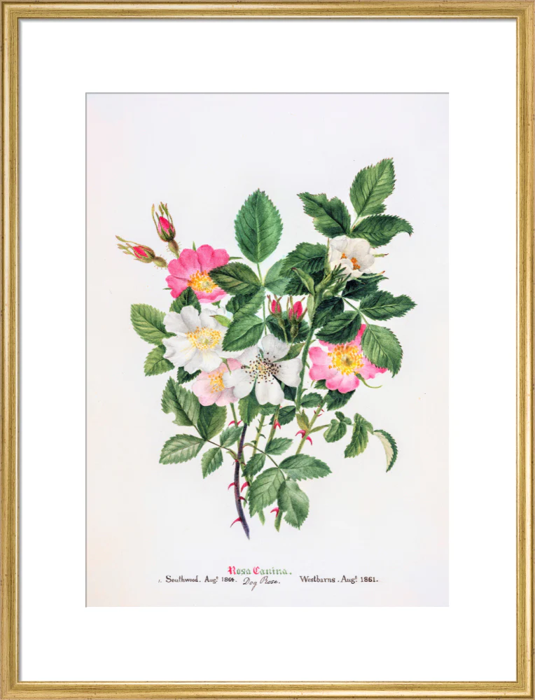 Rosa Canina by Charlotte Cowan Pearson - Image 15