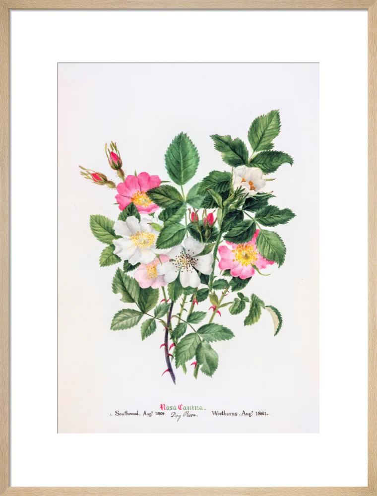 Rosa Canina by Charlotte Cowan Pearson - Image 16