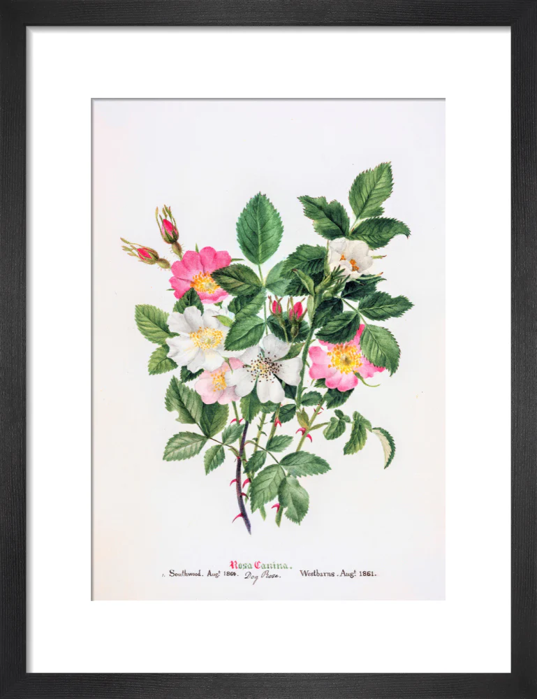 Rosa Canina by Charlotte Cowan Pearson - Image 3